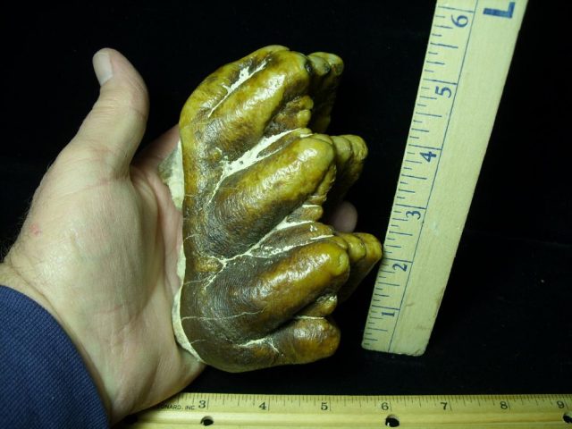 Gomphothere Molar (012121h)