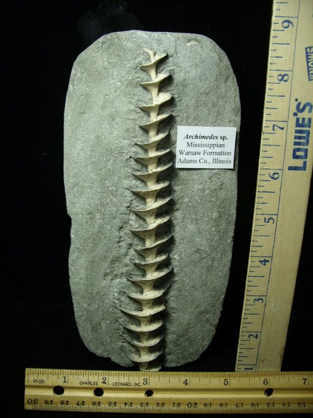Archimedes "Screw" Bryozoans (012621c) 