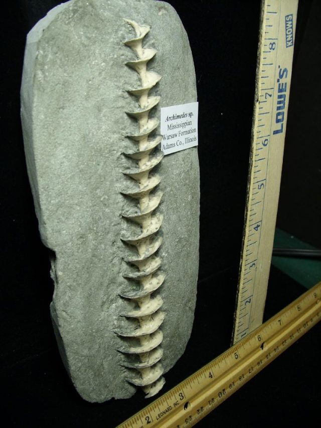 Archimedes "Screw" Bryozoans (012621c)  - Image 2