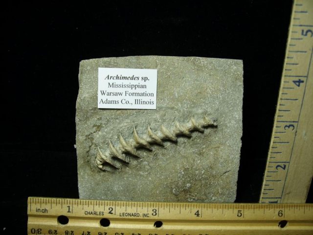 Archimedes "Screw" Bryozoan (012621e) 