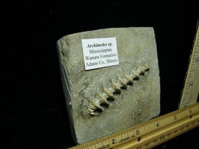 Archimedes "Screw" Bryozoan (012621e)  - Image 2