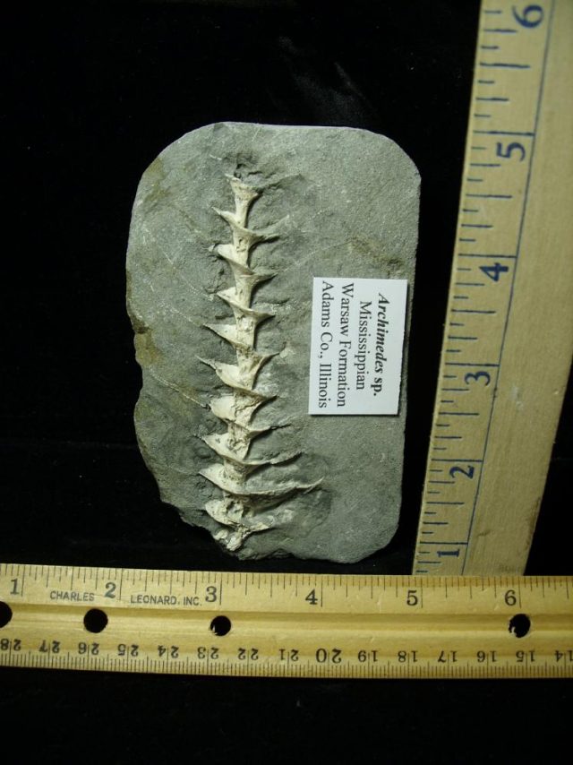 Archimedes "Screw" Bryozoan (012621f) 