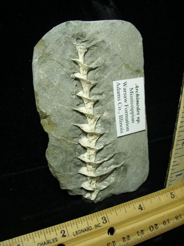 Archimedes "Screw" Bryozoan (012621f)  - Image 2