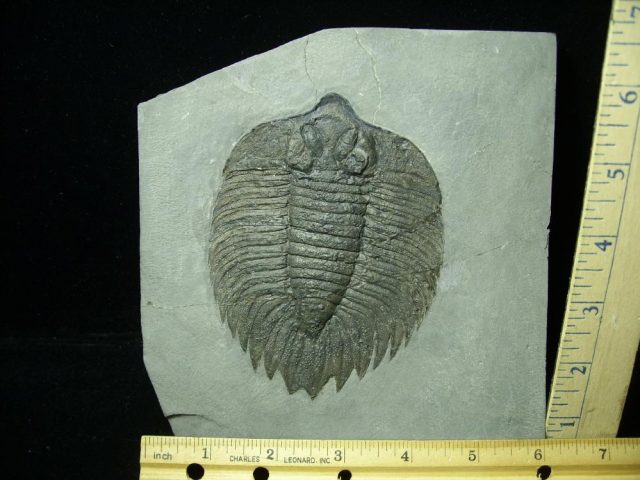 Arctinurus Trilobite   (012621g)