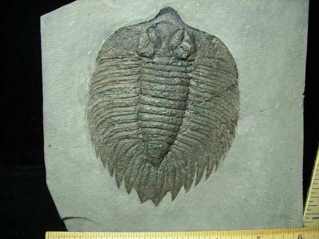 Arctinurus Trilobite   (012621g) - Image 2
