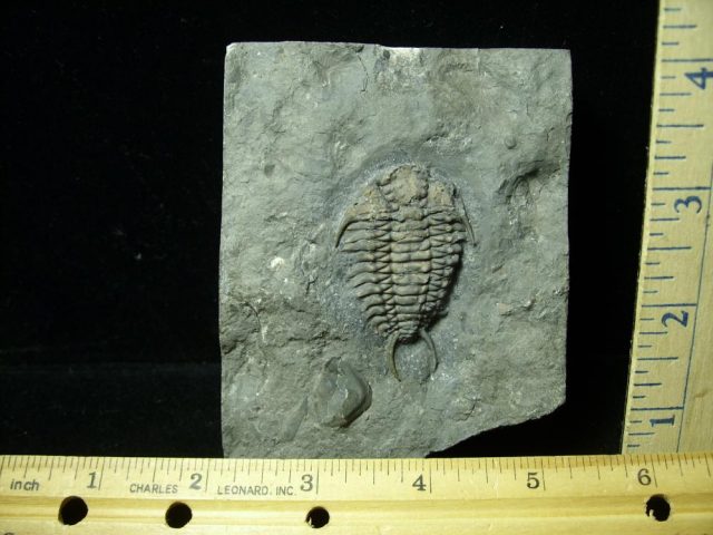 Ceraurus sp. Trilobite   (012621h)