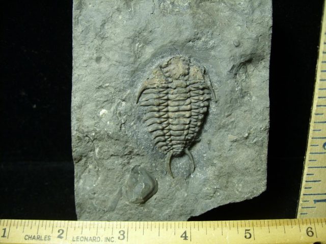 Ceraurus sp. Trilobite   (012621h) - Image 2