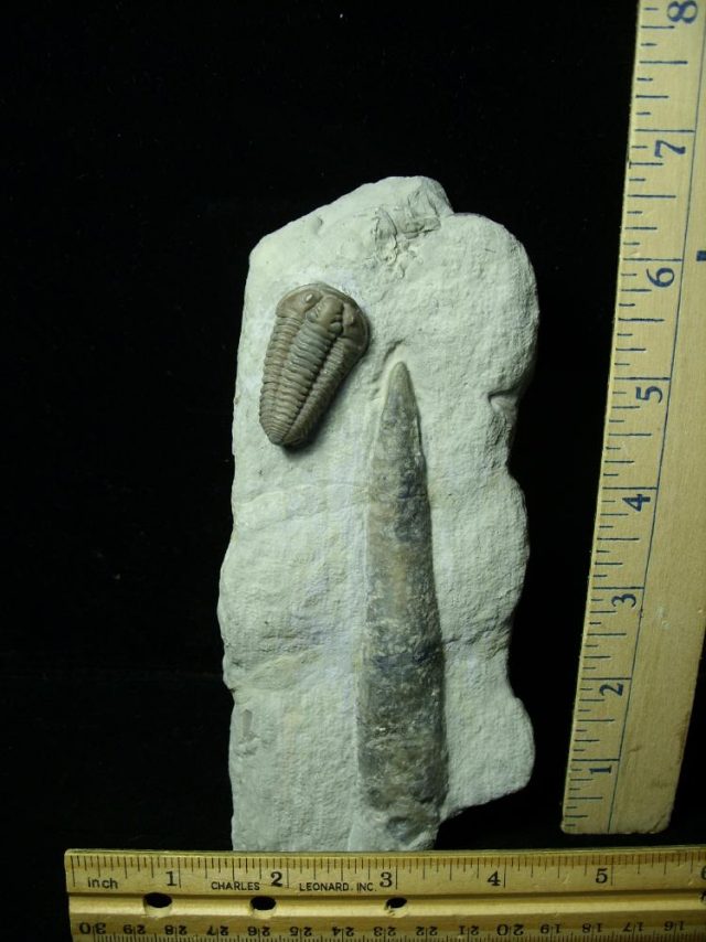 Flexicalymene Trilobite (012621j)