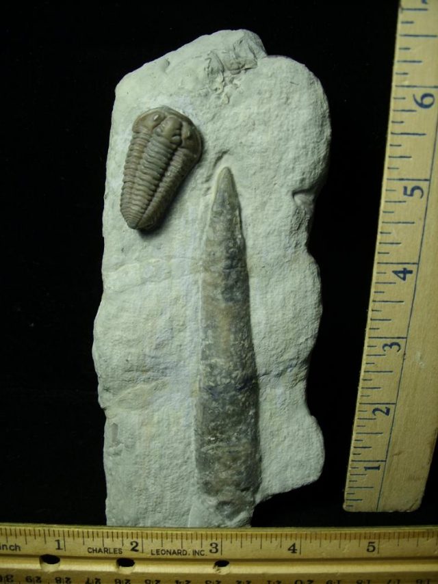 Flexicalymene Trilobite (012621j) - Image 2