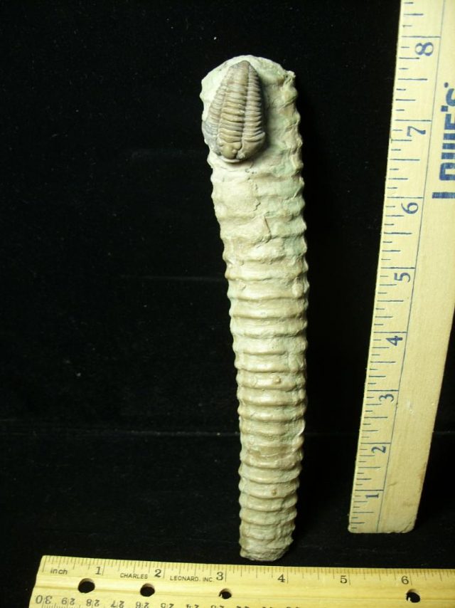 Flexicalymene meeki (trilobite) (012621k)
