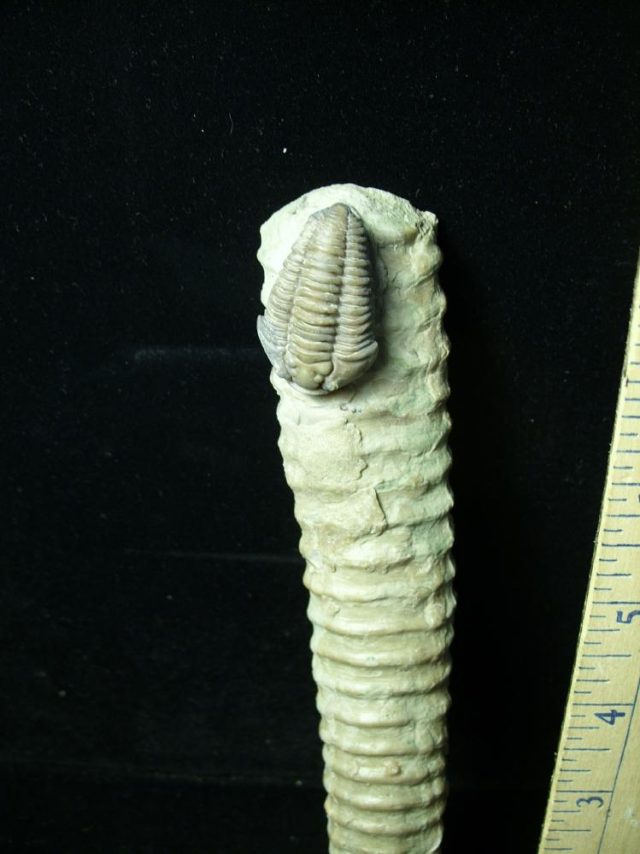 Flexicalymene meeki (trilobite) (012621k) - Image 2