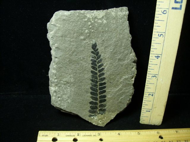 Fossil Fern Neuropteris (012621m)