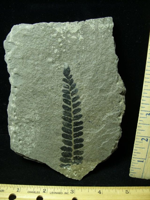 Fossil Fern Neuropteris (012621m) - Image 2