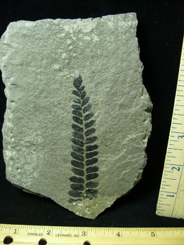Fossil Fern Neuropteris (012621m) - Image 3