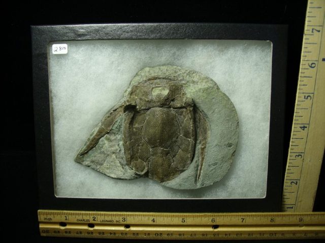 Bothriolepis (Armored Fish)(012121j)