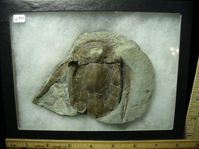 Bothriolepis (Armored Fish)(012121j) - Image 2