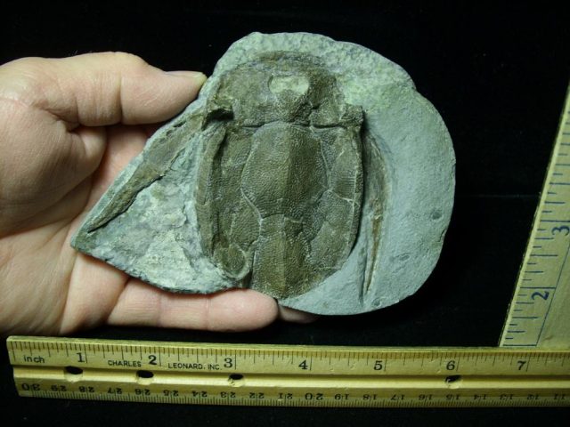 Bothriolepis (Armored Fish)(012121j) - Image 3