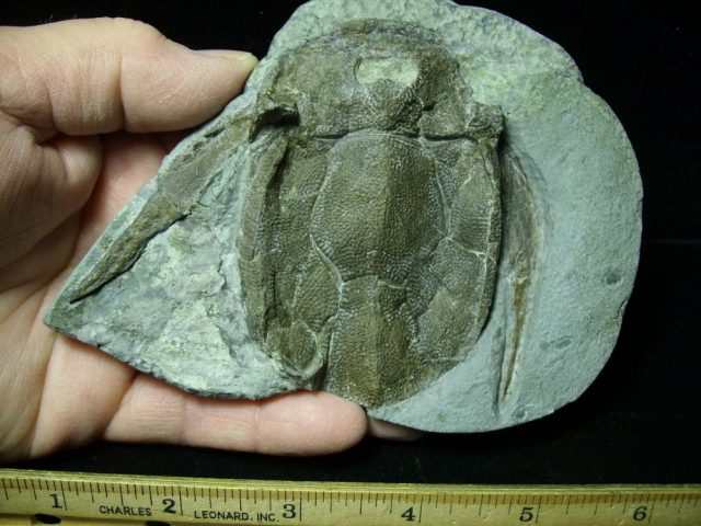 Bothriolepis (Armored Fish)(012121j) - Image 4