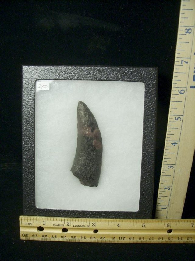 T rex Dinosaur Tooth (012721b) - Image 4