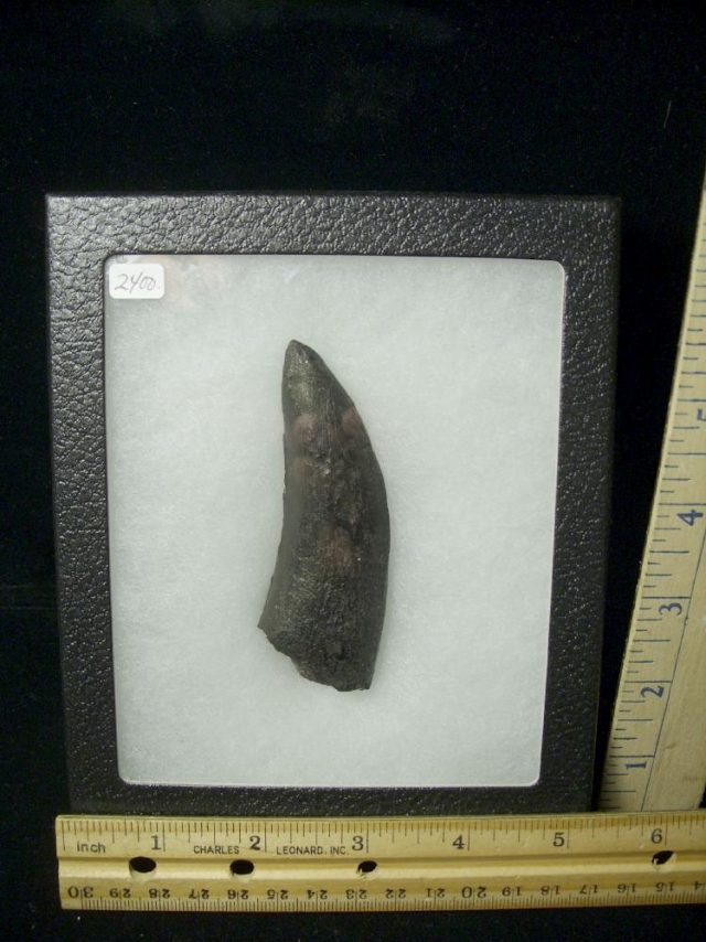 T rex Dinosaur Tooth (012721b) - Image 3