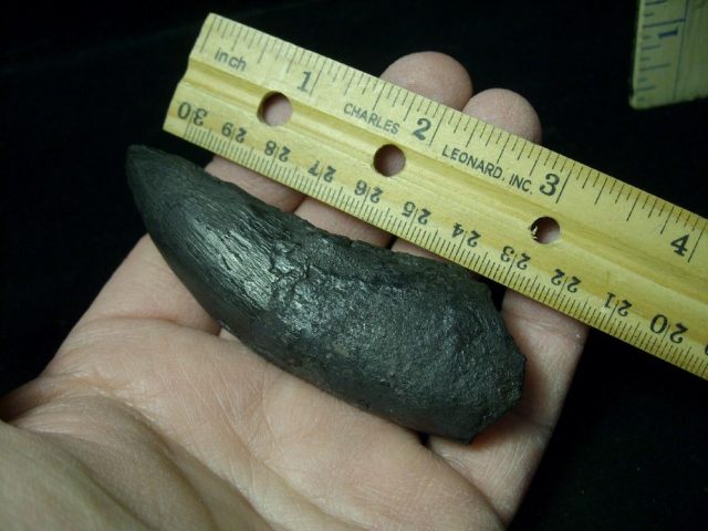 T rex Dinosaur Tooth (012721b)