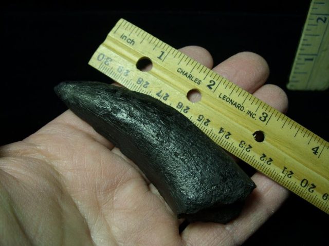 T rex Dinosaur Tooth (012721b) - Image 2