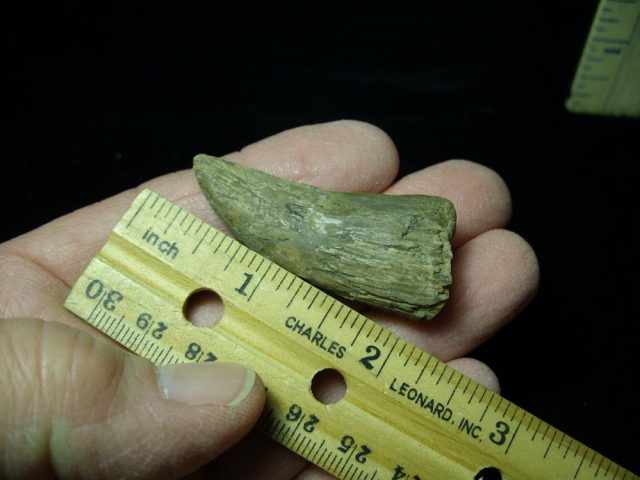 T rex Dinosaur Tooth (012721c)
