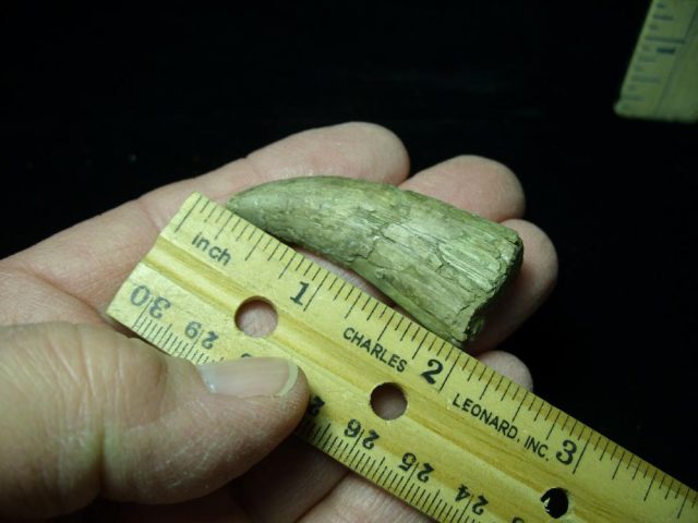 T rex Dinosaur Tooth (012721c) - Image 2