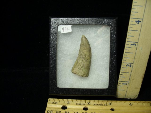 T rex Dinosaur Tooth (012721c) - Image 3