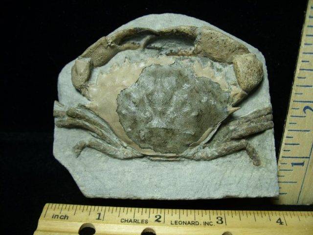 Fossil Crab in Stone (012721d)