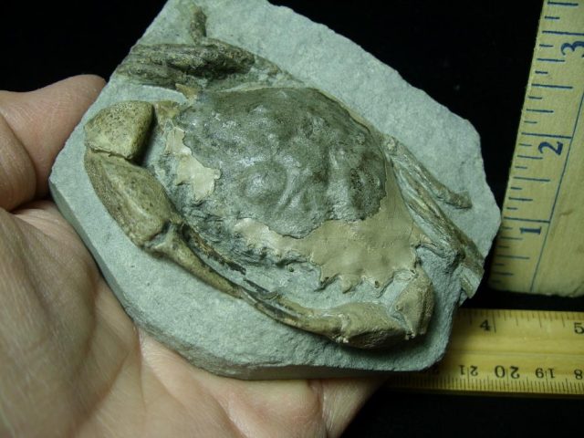 Fossil Crab in Stone (012721d) - Image 2