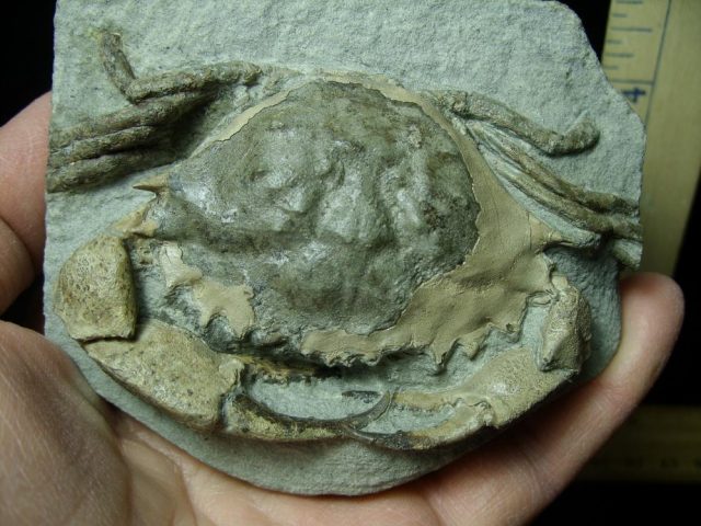Fossil Crab in Stone (012721d) - Image 3