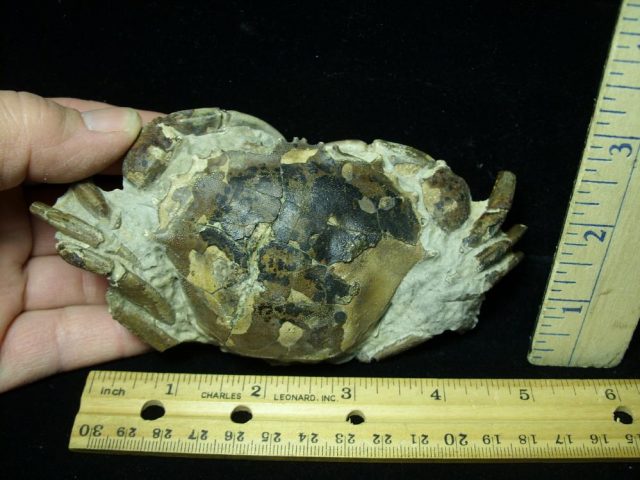 Fossilized  Crab  (012721f)