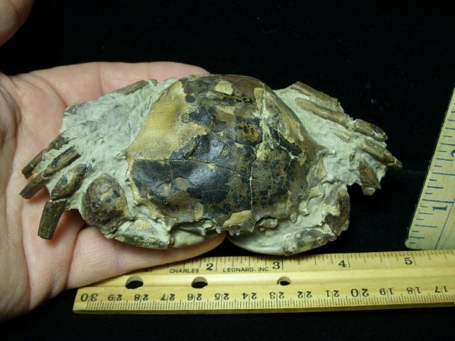 Fossilized  Crab  (012721f) - Image 2