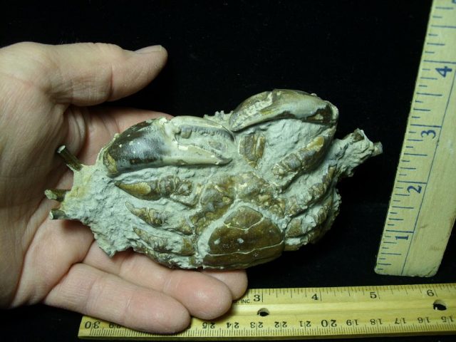 Fossilized  Crab  (012721f) - Image 3