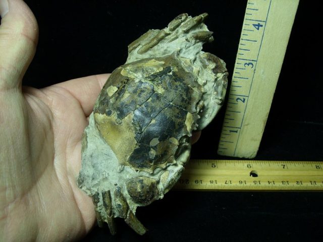 Fossilized  Crab  (012721f) - Image 4