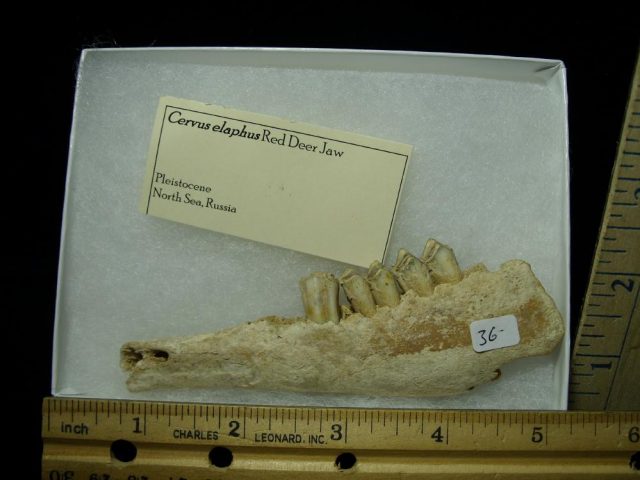 Fossil Deer Jaw (012721h)
