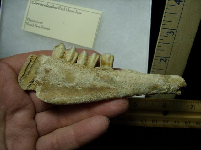 Fossil Deer Jaw (012721h) - Image 2