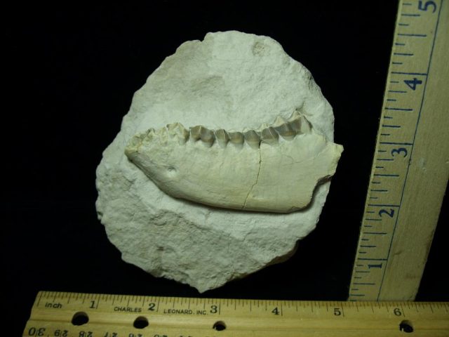 Fossil Oreodont Jaw (012721j)