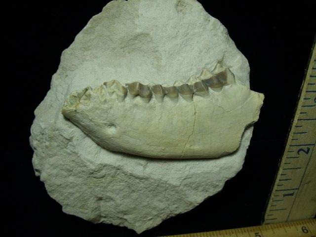 Fossil Oreodont Jaw (012721j) - Image 2
