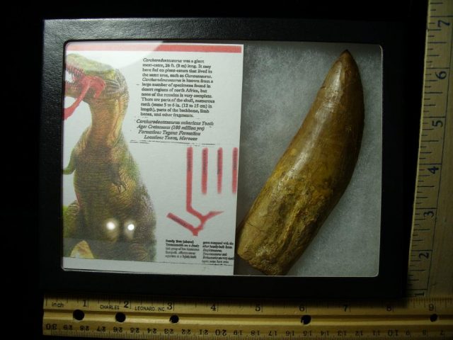 Charcarodontosaurus  Dinosaur Tooth (012721m)