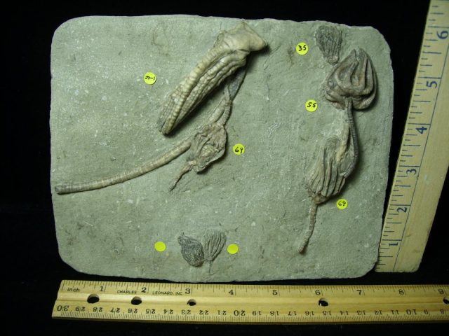 Amazing Multiple Indiana Crinoids Plate (012821b)