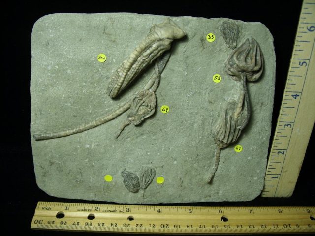 Amazing Multiple Indiana Crinoids Plate (012821b) - Image 2