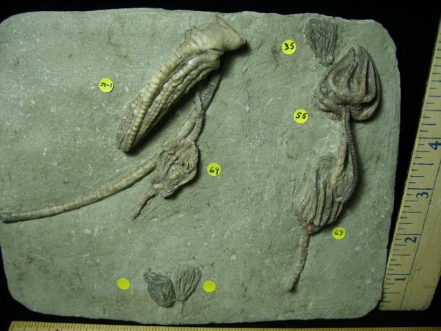 Amazing Multiple Indiana Crinoids Plate (012821b) - Image 3