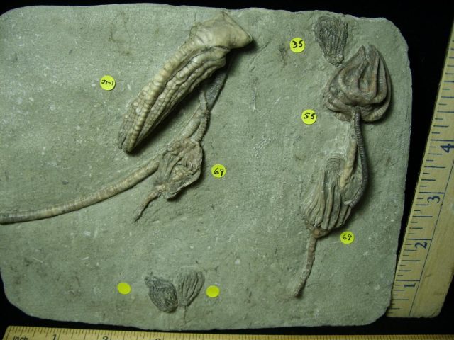 Amazing Multiple Indiana Crinoids Plate (012821b) - Image 4