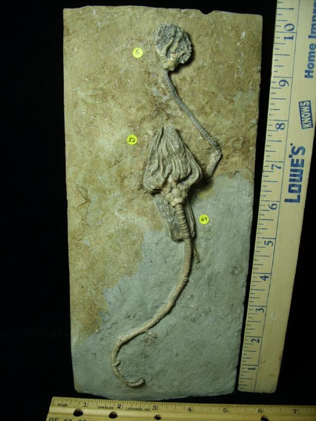 Indiana Crinoid Plate (012821c)