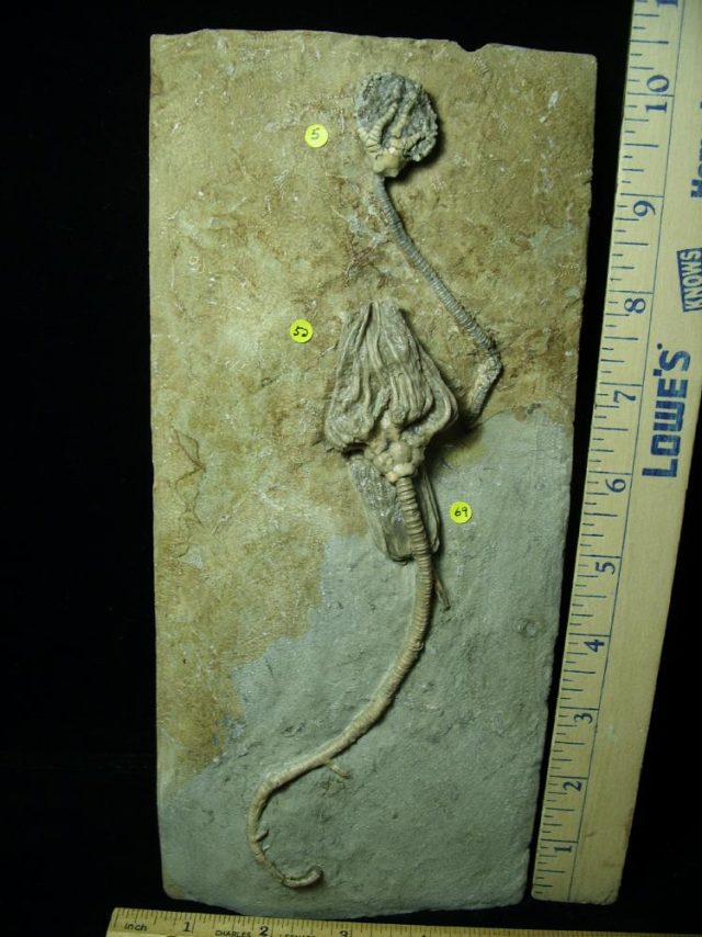 Indiana Crinoid Plate (012821c) - Image 2