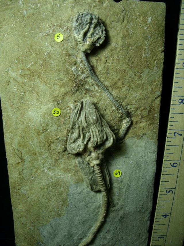 Indiana Crinoid Plate (012821c) - Image 3