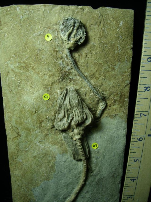 Indiana Crinoid Plate (012821c) - Image 4