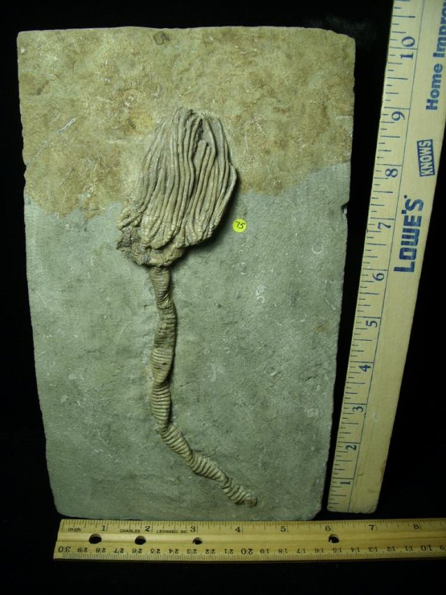 Indiana Crinoid Plate (012721n)
